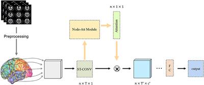 A Deep Spatiotemporal Attention Network for Mild Cognitive Impairment Identification